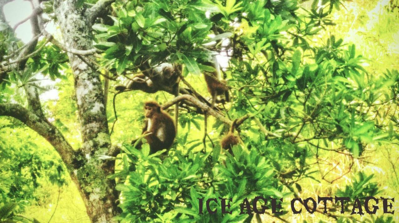 Ice Age Cottage エッラ エクステリア 写真